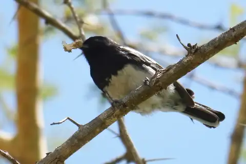 White-bellied Tit