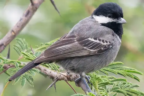 Ashy Tit