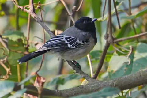 Stripe-breasted Tit