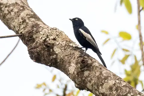 White-shouldered Black Tit