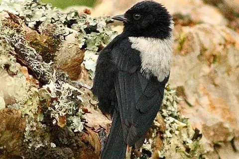 White-backed Black Tit
