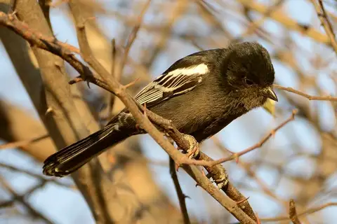 Southern Black Tit