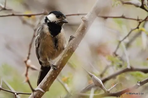 Acacia Tit
