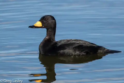 Black Scoter