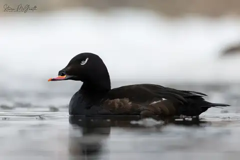 White-winged Scoter
