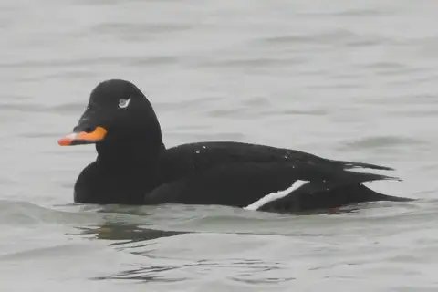 Velvet Scoter