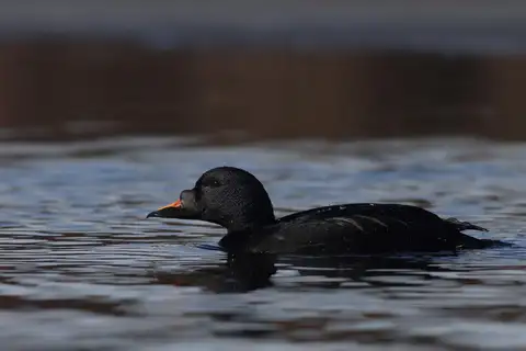 Common Scoter