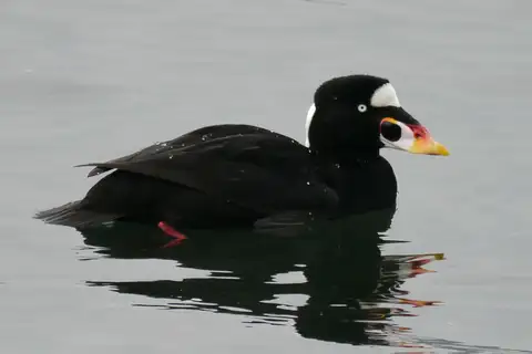 Surf Scoter