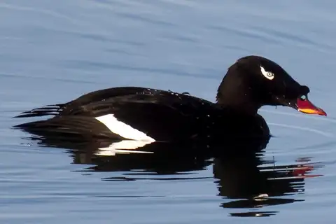 Stejneger's Scoter