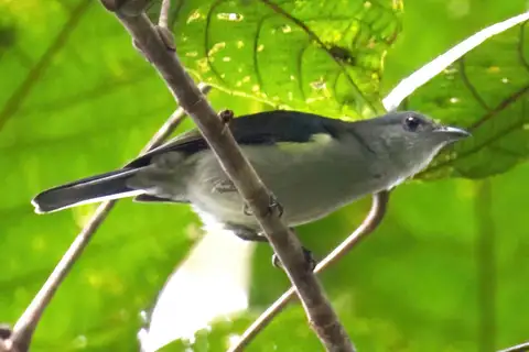 Mid-mountain Berrypecker