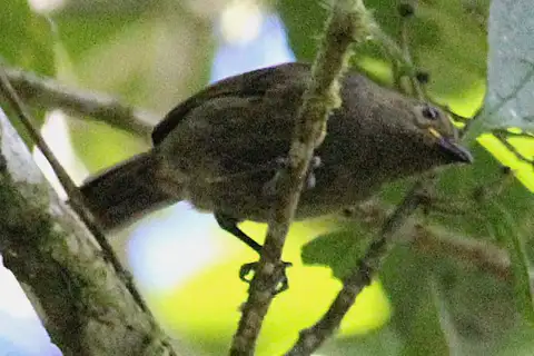 Streaked Berrypecker