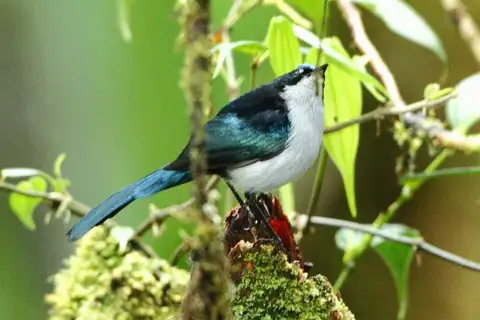 Fan-tailed Berrypecker