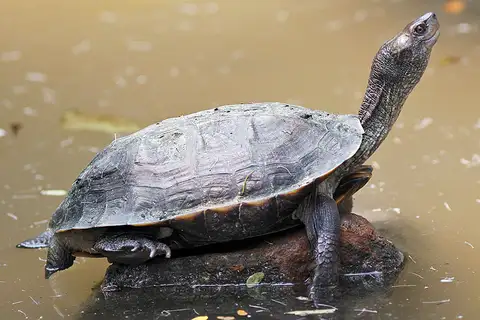 Indian Black Turtle