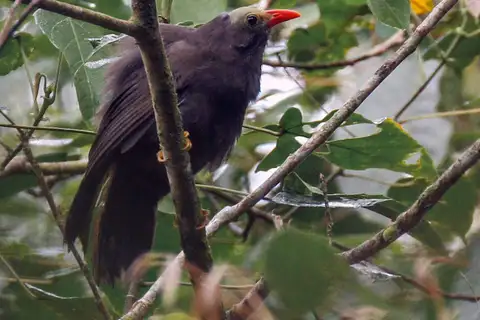Bare-headed Laughingthrush