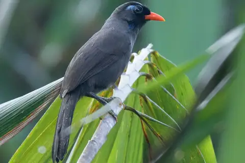 Black Laughingthrush