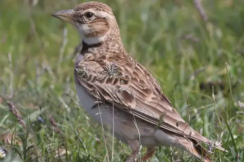 Bimaculated Lark
