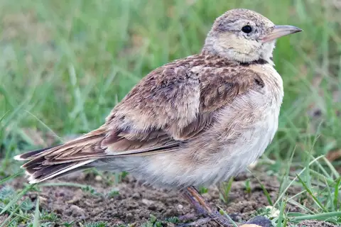 Tibetan Lark