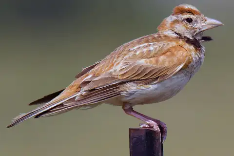 Mongolian Lark