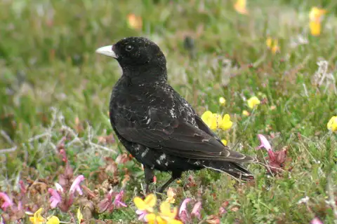 Black Lark