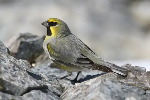 Yellow-bridled Finch