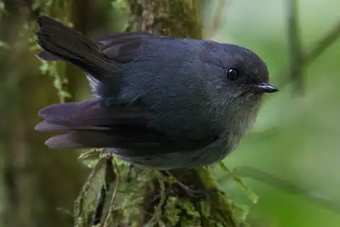 Smoky Robin