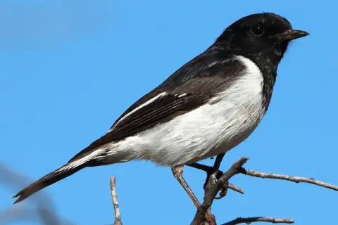 Hooded Robin