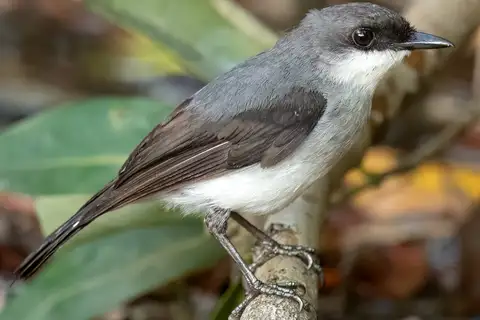 Mangrove Robin