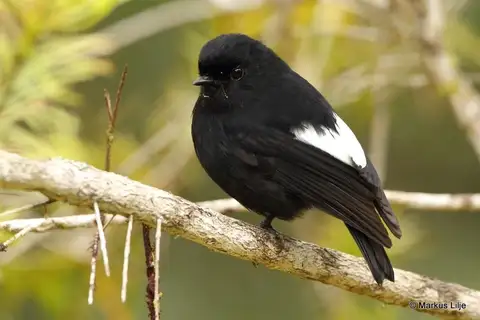 White-winged Robin
