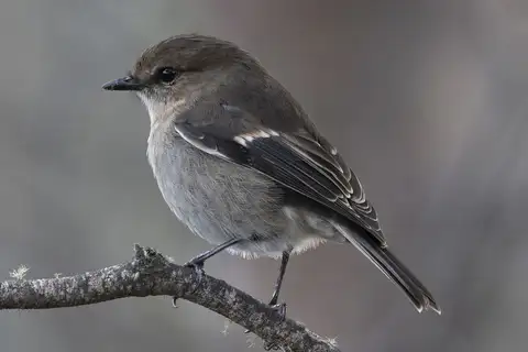 Dusky Robin