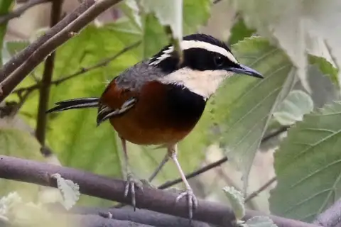 Elegant Crescentchest