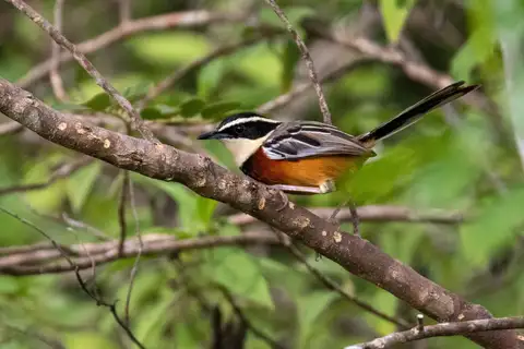 Maranon Crescentchest