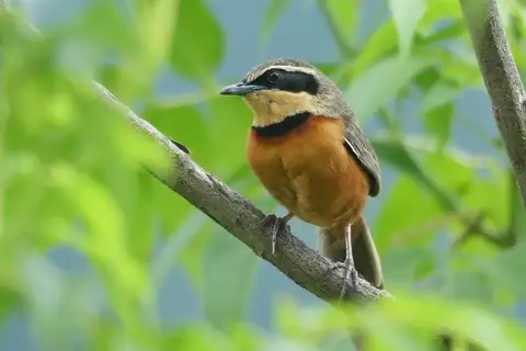 Olive-crowned Crescentchest