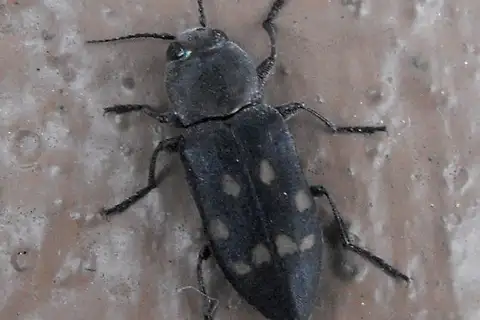 Charcoal Beetle