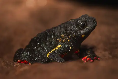 Uruguay Redbelly Toad