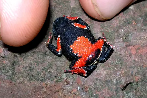 Rivera Redbelly Toad