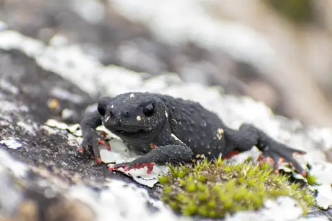 Darwin's Diabolic Toad