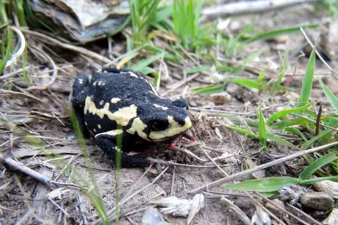 Melanophryniscus estebani
