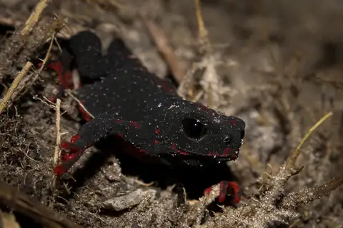 Melanophryniscus formosus