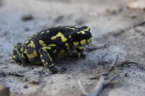 Klappenbach's red-bellied frog
