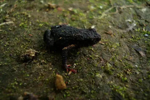 Melanophryniscus milanoi
