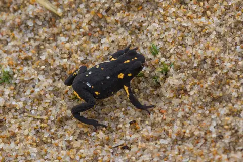 Montevideo Redbelly Toad