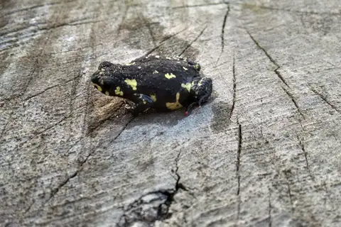 Paraguay Red-bellied Toad
