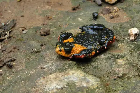 Yungas Red-bellied Toad