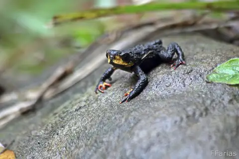 Melanophryniscus simplex