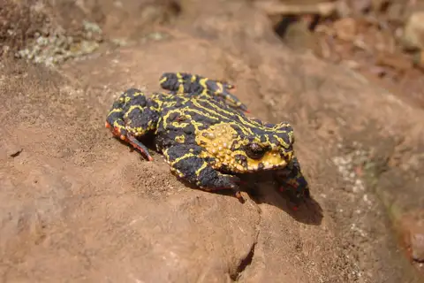 Melanophryniscus spectabilis