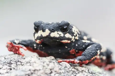 Black-and-yellow Walking Toad