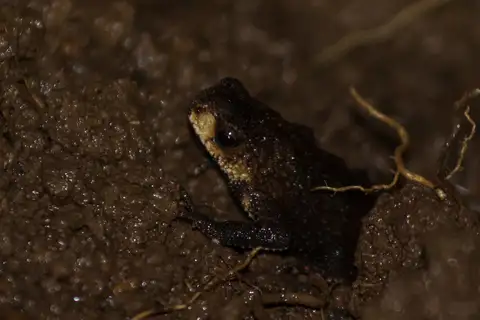 Swelling Redbelly Toad