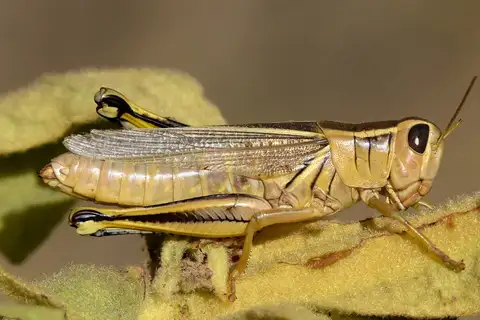 Two-striped Grasshopper