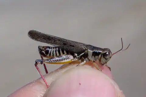 Dawson's Spur-throat Grasshopper
