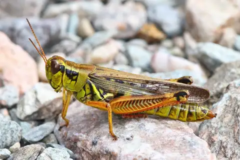 Red-legged Grasshopper